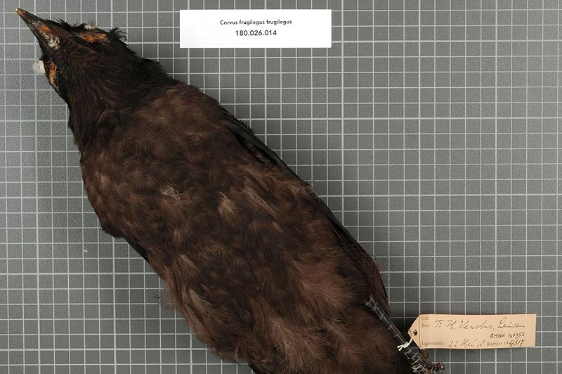 File:Naturalis Biodiversity Center - RMNH.AVES.140955 2 - Corvus frugilegus frugilegus Linnaeus, 1758 - Corvidae - bird skin specimen.jpeg