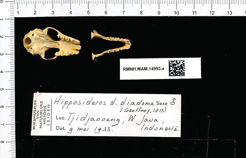 File:Naturalis Biodiversity Center - RMNH.MAM.14993.a pal - Hipposideros Diadema Diadema - skull.jpeg