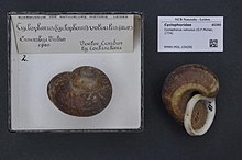 Naturalis Biodiversity Center - RMNH.MOL.154290 - Cyclophorus volvulus (Muller, 1774) - Cyclophoridae - Mollusc shell.jpeg