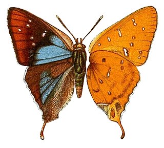 <i>Aphnaeus questiauxi</i> Species of butterfly