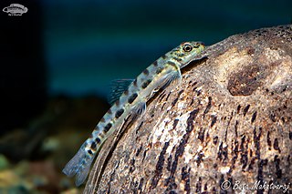 <i>Nemacheilus stigmofasciatus</i> Species of fish