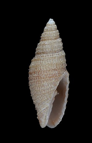 <i>Neocancilla rufescens</i> Species of gastropod
