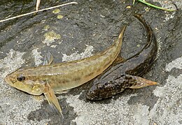 Folyami géb (Neogobius fluviatilis) (bal) és Kessler-géb (Ponticola kessleri) (jobb); mindkét faj inváziós a Rajna folyóban