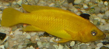 Neolamprologus_leloupi