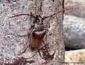 Neoplocaederus obesus, Thailand