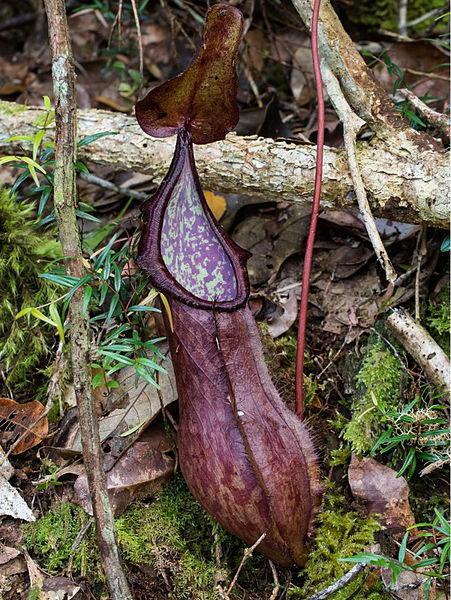 File:Nepenthes talaandig lower pitcher.jpg