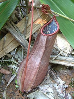 <i>Nepenthes tomoriana</i> species of plant