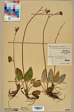 Siniahokeltano eli sinikeltano (Hieracium caesium)