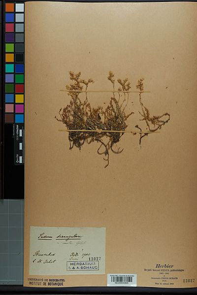 File:Neuchâtel Herbarium - Sedum sexangulare - NEU000043929.jpg