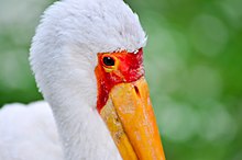Nimmersatt (Mycteria ibis) - Weltvogelpark Walsrode 2011-03.jpg