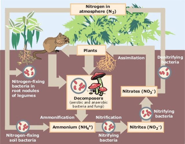 Biological nitrogen cycling
