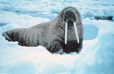 Walrus (Odobenus rosmarus divergens). Bering Sea, Alaska