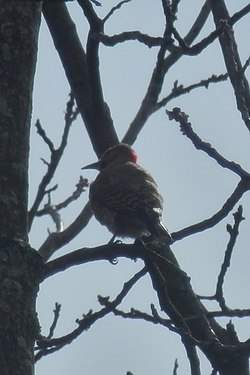 Northern Flicker (Colaptes auratus)