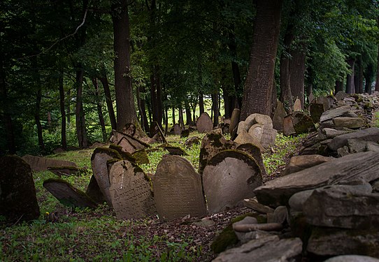 Jewish Cemetery in Nowy Żmigród Photographer: Daniel.zolopa