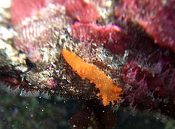 Nudibranch in california tide pools 2.jpg