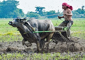Carabao racing in Aliaga Nueva Ecija, Central Luzon. Photograph: Emman Asuncion Foronda (CC BY-SA 4.0)