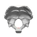 Occipital bone Basion05.png