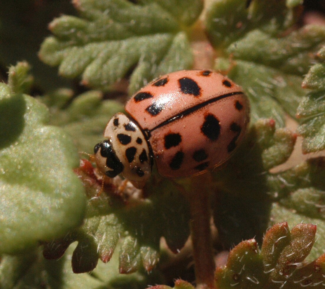 Kugeliger Marienkäfer