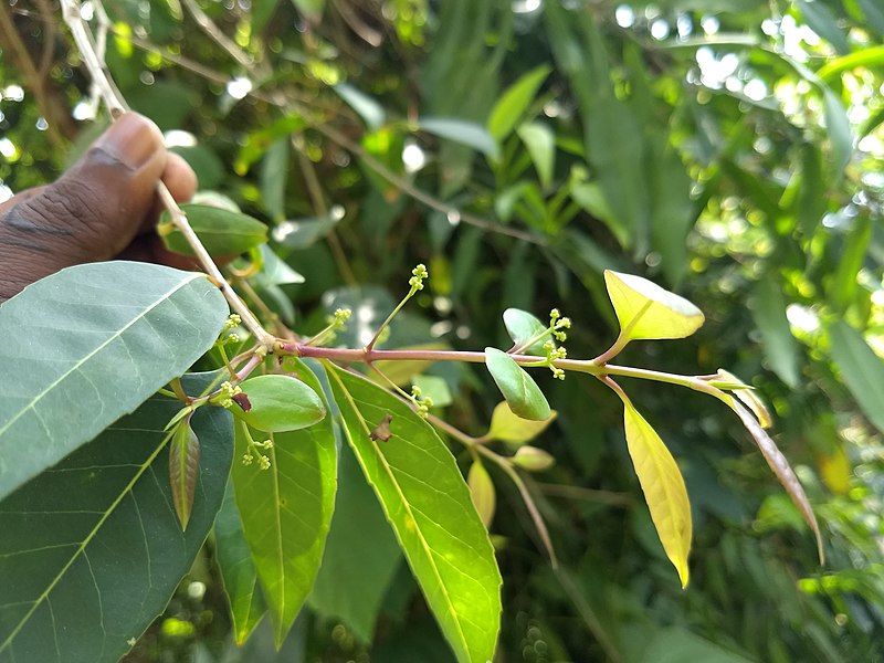 File:Olea dioica-Rose Sandalwood 2.jpg