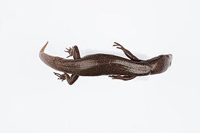 Descrição da imagem Oligosoma smithi (AM LH437-4) .jpg.