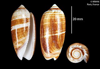 <i>Oliva bifasciata</i> Species of gastropod