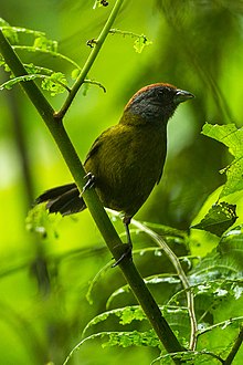Olive Finch - Colombia S4E3362 (23283455182).jpg