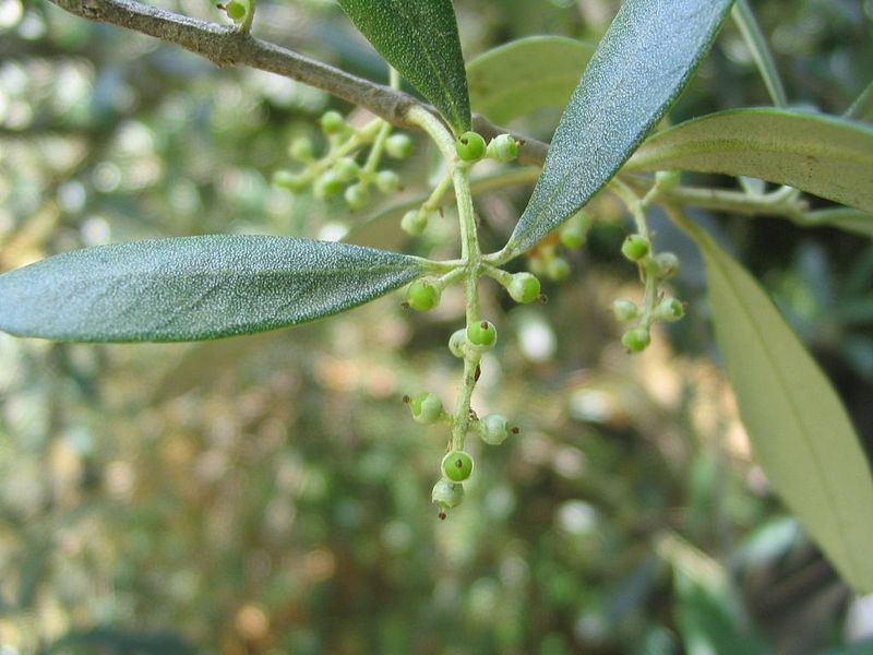 File:Olives jeunes.jpg