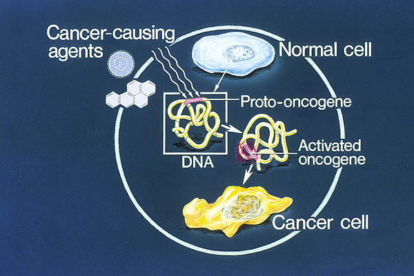 Illustration of how a normal cell is converted to a cancer cell, when an oncogene becomes activated