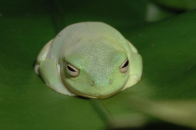 Yay frog
