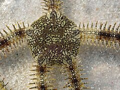 File:Ophiocoma scolopendrina - Coconut Beach 02.jpeg (Category:Echinoderms of Queensland)