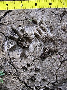 Opossum tracks (photo center) in mud: Left-fore print appears on left center of photo, right-hind print appears right center. The small, circular tracks at bottom center of photo were made by a meadow vole. The yellow ruler (top) is in inches. Opossum and vole tracks in mud.JPG