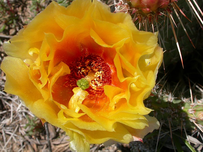 File:Opuntia polyacantha (3754312240).jpg