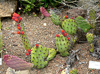 Opuntia stenopetala