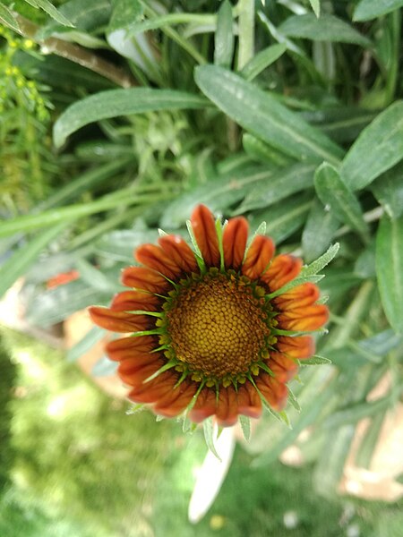 File:Orange gazania in Palestine.jpg