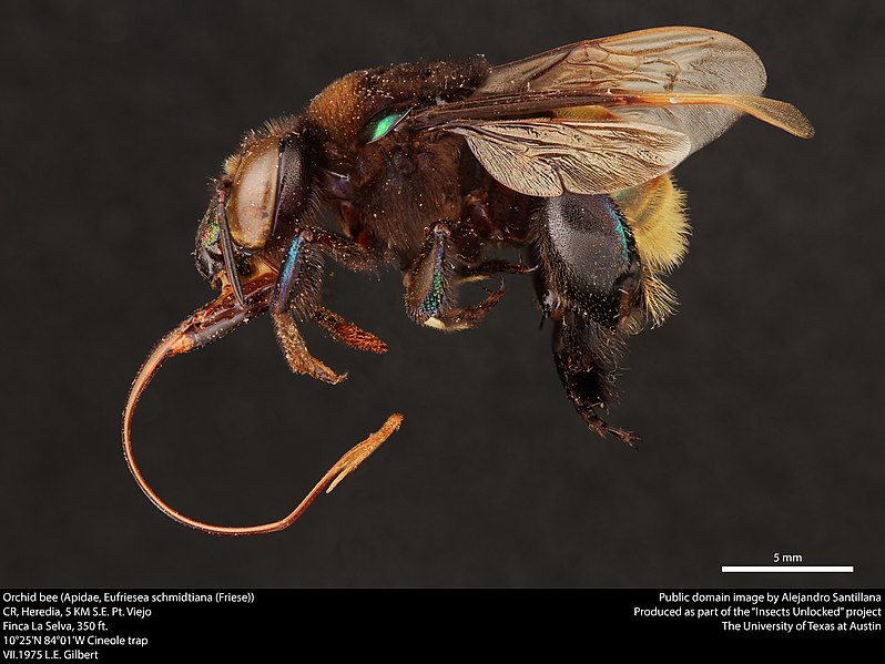 File:Orchid bee (Apidae, Eufriesea schmidtiana (Friese)) (37124154876).jpg