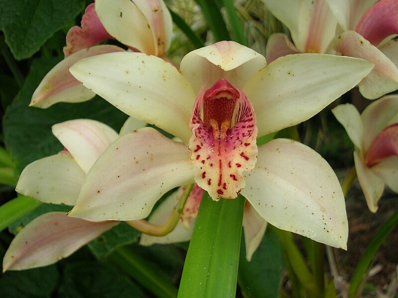 File:Orchid in Paloma gardens.jpg