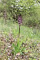 Orchis purpurea