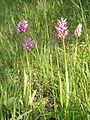 left: Orchis simia right: Orchis × beyrichii Germany - Neckar-Odenwald