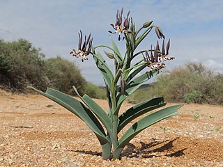 <i>Ornithoglossum vulgare</i> Species of flower