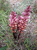 Thumbnail for Orobanche latisquama