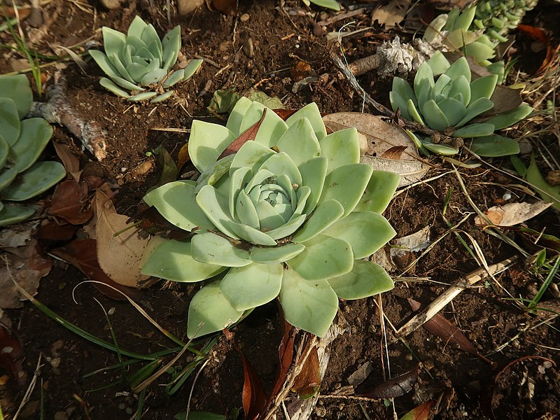 File:Orostachys iwarenge 4.JPG