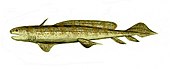 Life restoration of the Carboniferous-Permian freshwater shark Orthacanthus Orthacanthus BW.jpg