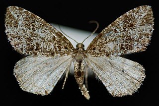 <i>Orthofidonia exornata</i> Species of moth