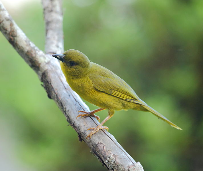 File:Orthogonys chloricterus - Olive-green Tanager.JPG