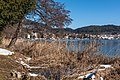 English: Phragmites australis Deutsch: Schilfrohr