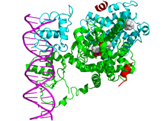 <span class="mw-page-title-main">Nuclear receptor</span> Protein