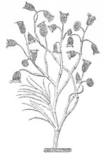 Vorschaubild für Carchesium polypinum