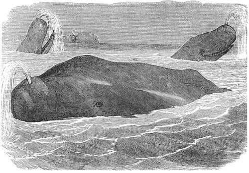 PSM V27 D213 Toothed whale or spermaceti whale.jpg
