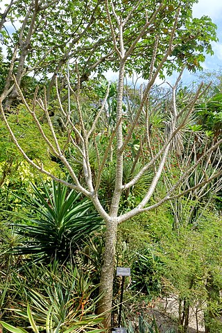 <i>Pachypodium rutenbergianum</i> Species of flowering plant