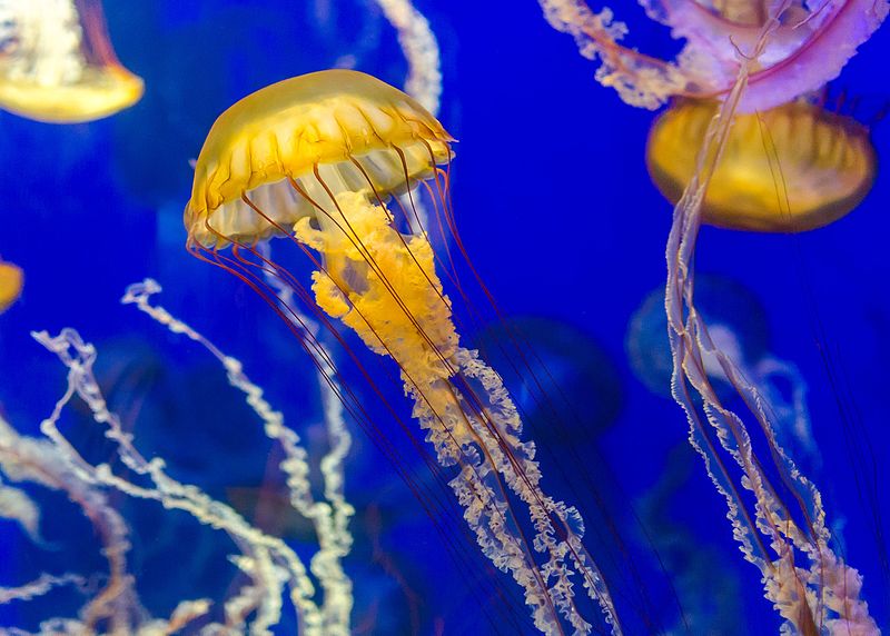 File:Pacific Sea Nettle in Aquarium.jpg